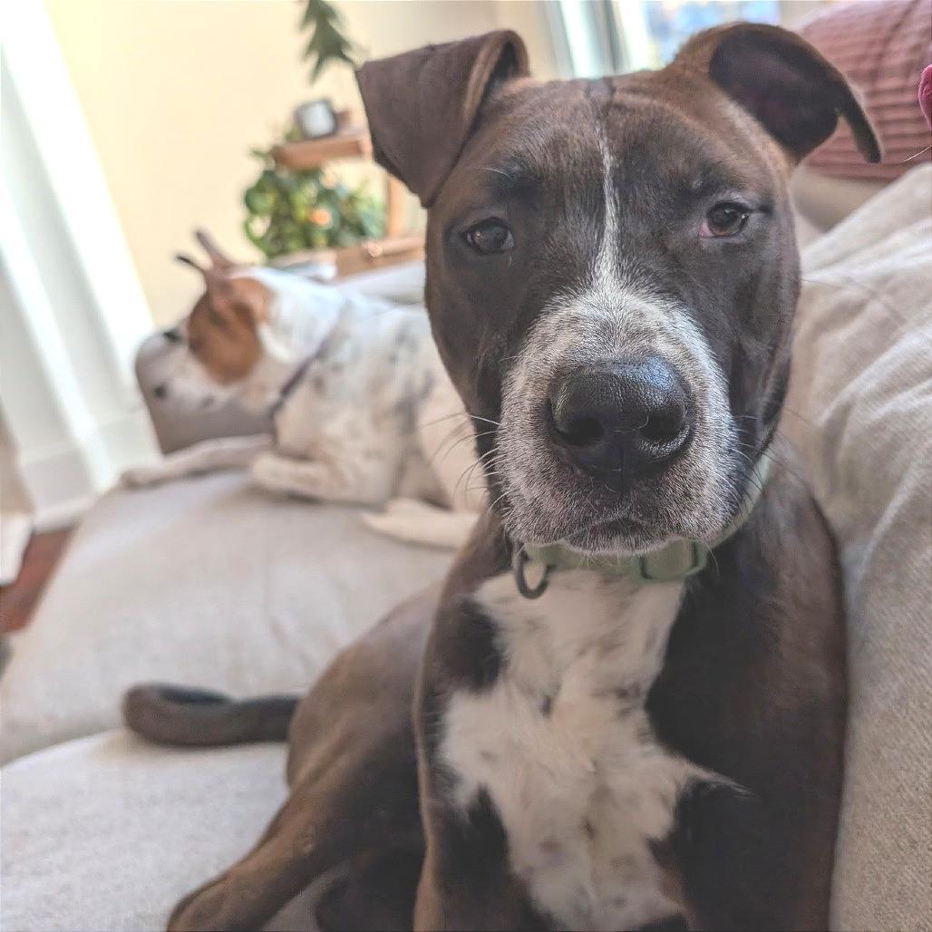 Enlarge Hugo, a Adoptable Mixed Breed in Chattanooga, TN image 1/6