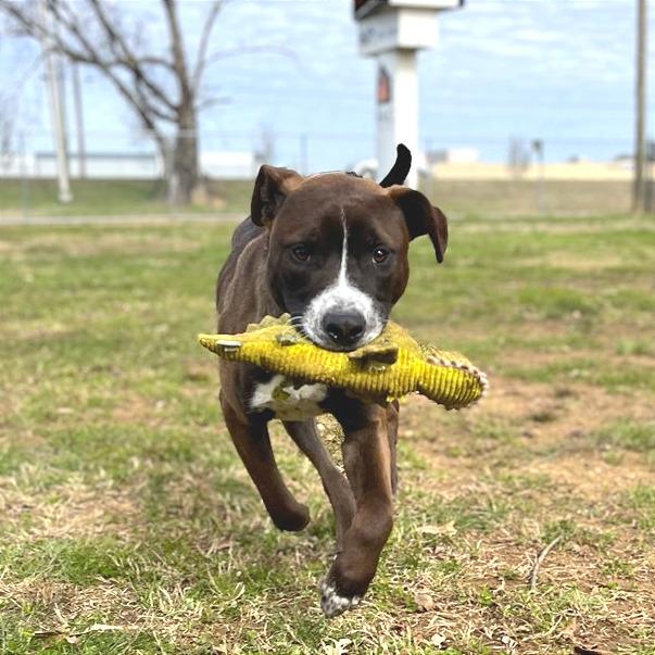 Enlarge Hugo, a Adoptable Mixed Breed in Chattanooga, TN image 2/6