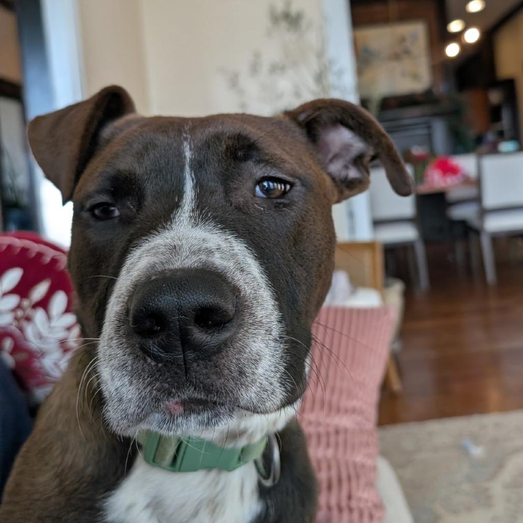 Enlarge Hugo, a Adoptable Mixed Breed in Chattanooga, TN image 3/6