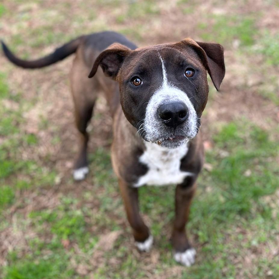Enlarge Hugo, a Adoptable Mixed Breed in Chattanooga, TN image 4/6