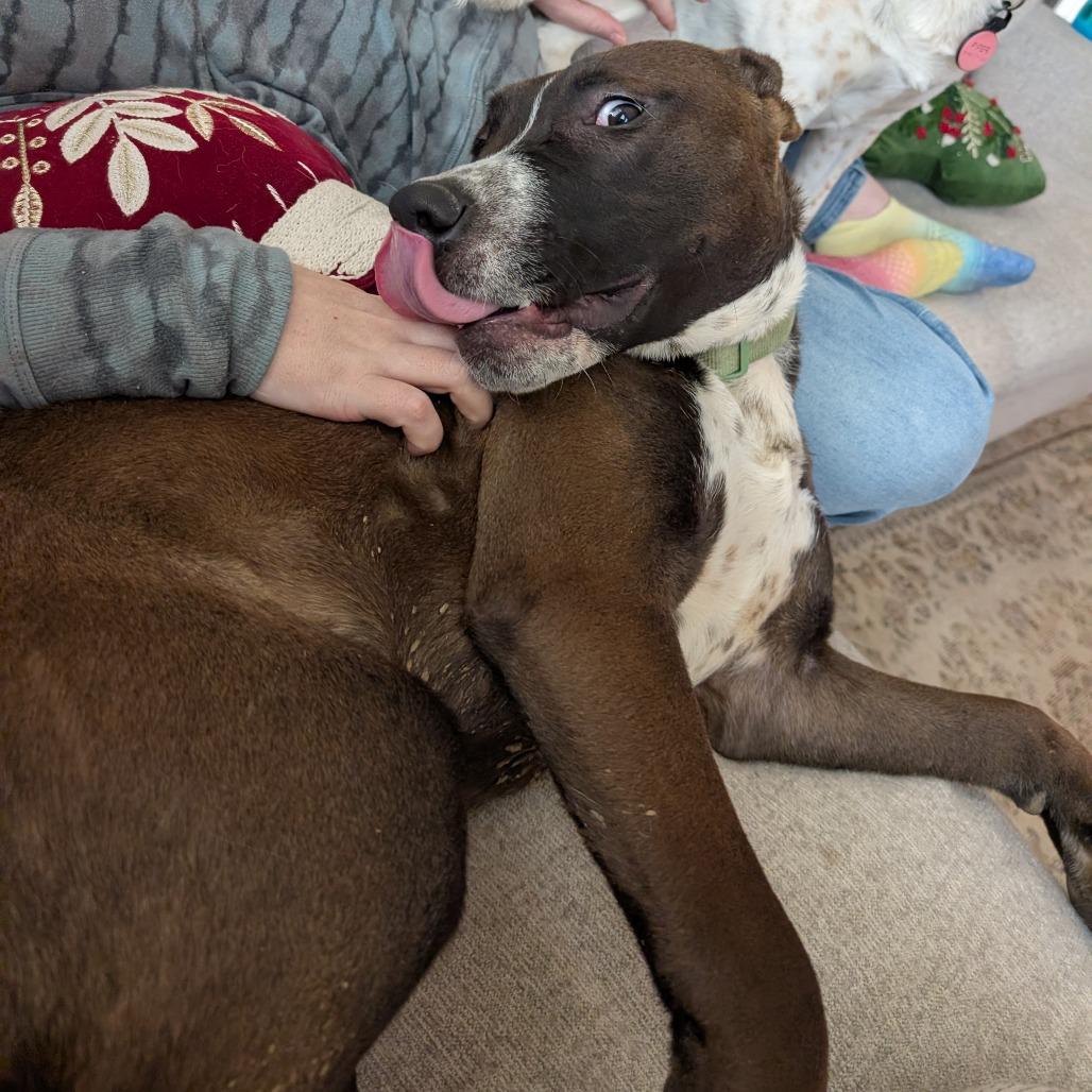 Enlarge Hugo, a Adoptable Mixed Breed in Chattanooga, TN image 5/6