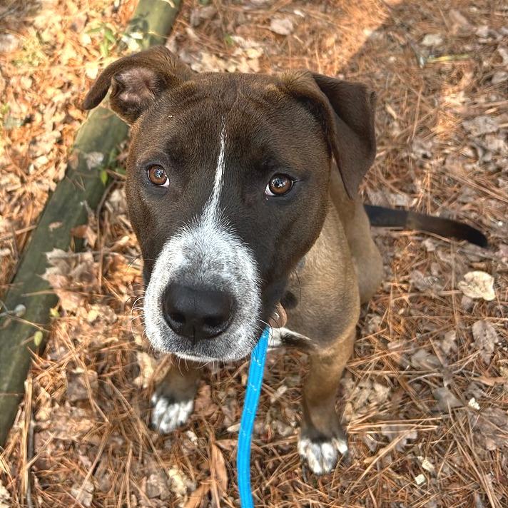 Enlarge Hugo, a Adoptable Mixed Breed in Chattanooga, TN image 6/6