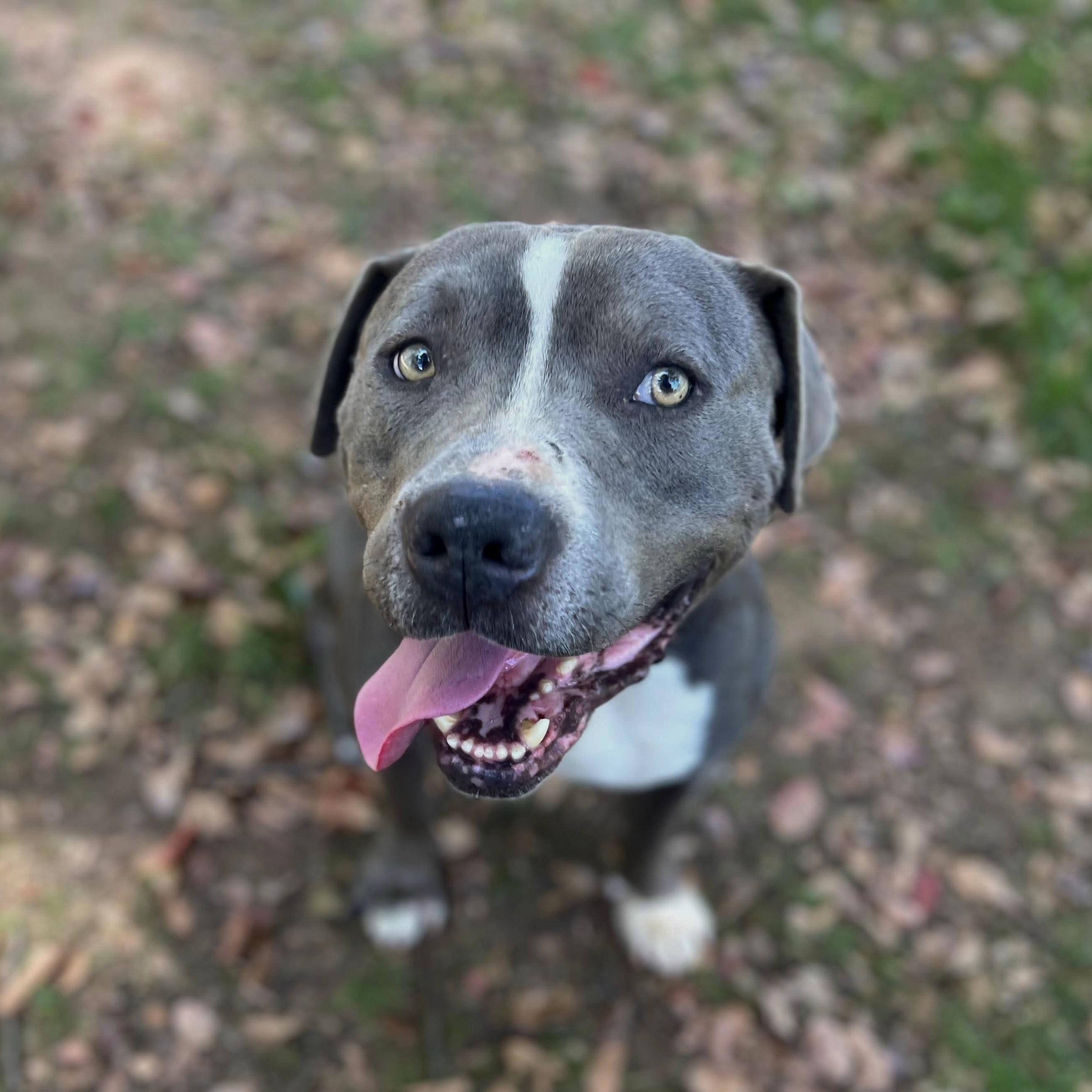 Enlarge Dunkaroo, a Adoptable American Staffordshire Terrier in Fortuna, CA image 2/6