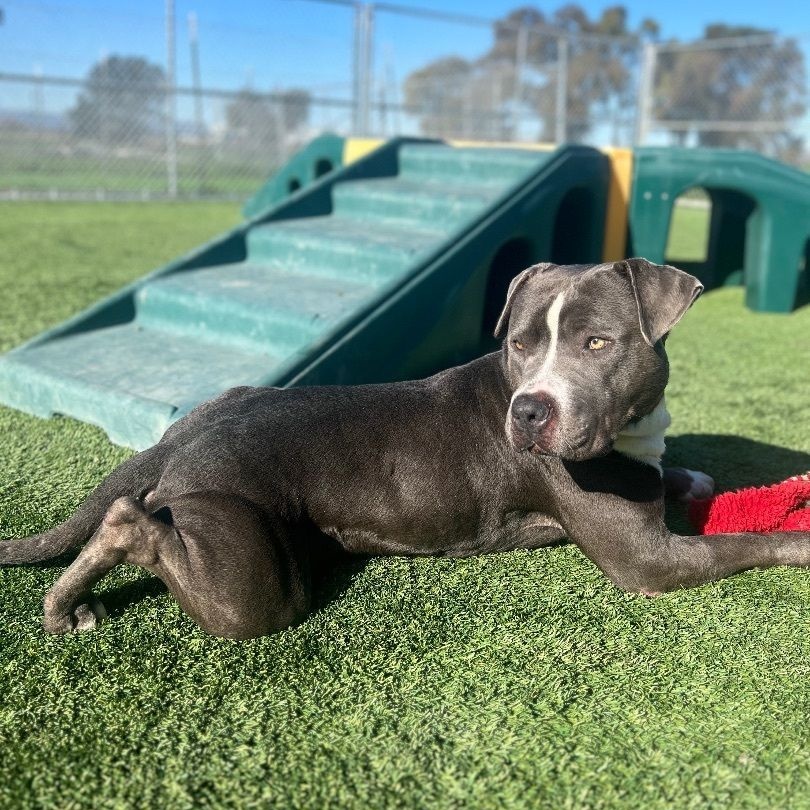 Enlarge Dunkaroo, a Adoptable American Staffordshire Terrier in Fortuna, CA image 4/6