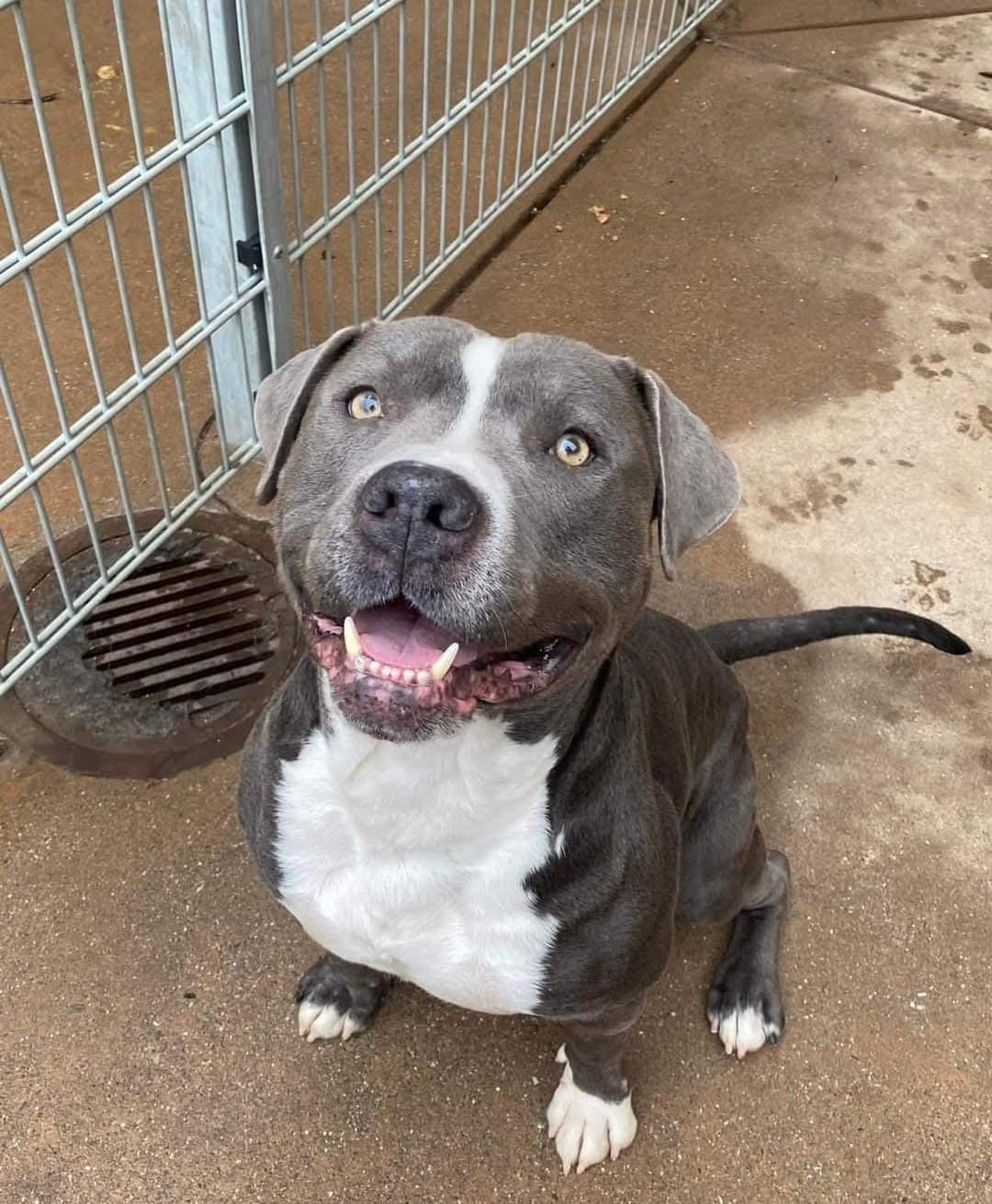 Enlarge Dunkaroo, a Adoptable American Staffordshire Terrier in Fortuna, CA image 3/6