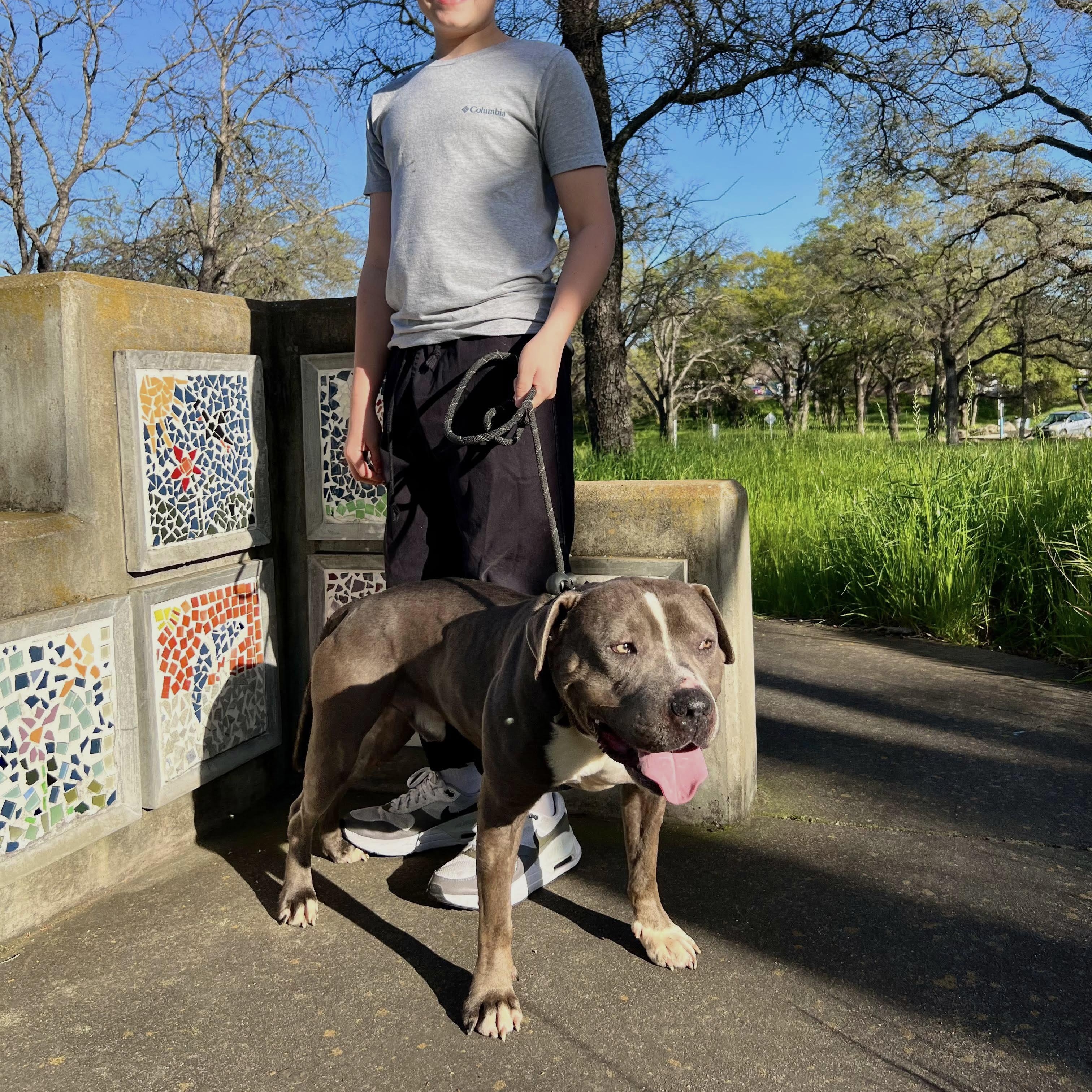 Enlarge Dunkaroo, a Adoptable American Staffordshire Terrier in Fortuna, CA image 6/6