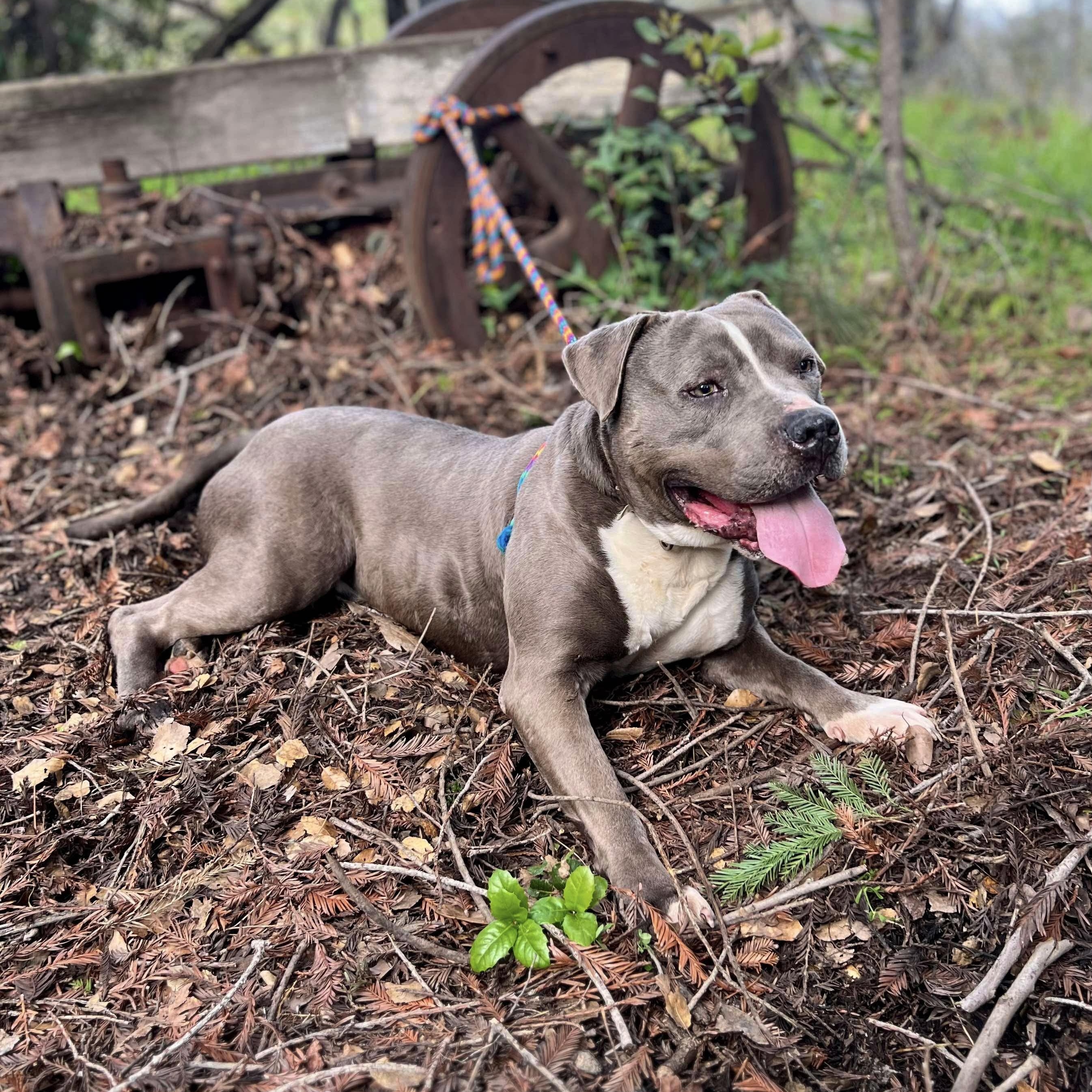 Enlarge Dunkaroo, a Adoptable American Staffordshire Terrier in Fortuna, CA image 5/6