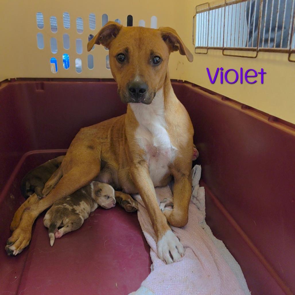 Enlarge Violet, a Adoptable mixed breed in Parkersburg, WV image 1/3