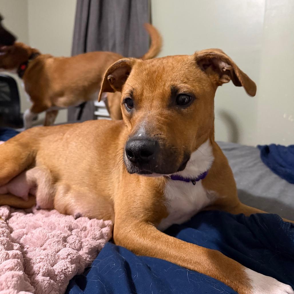 Enlarge Violet, a Adoptable mixed breed in Parkersburg, WV image 2/3