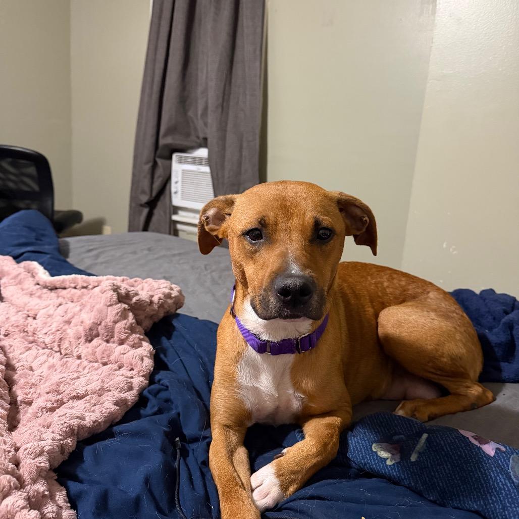 Enlarge Violet, a Adoptable mixed breed in Parkersburg, WV image 3/3