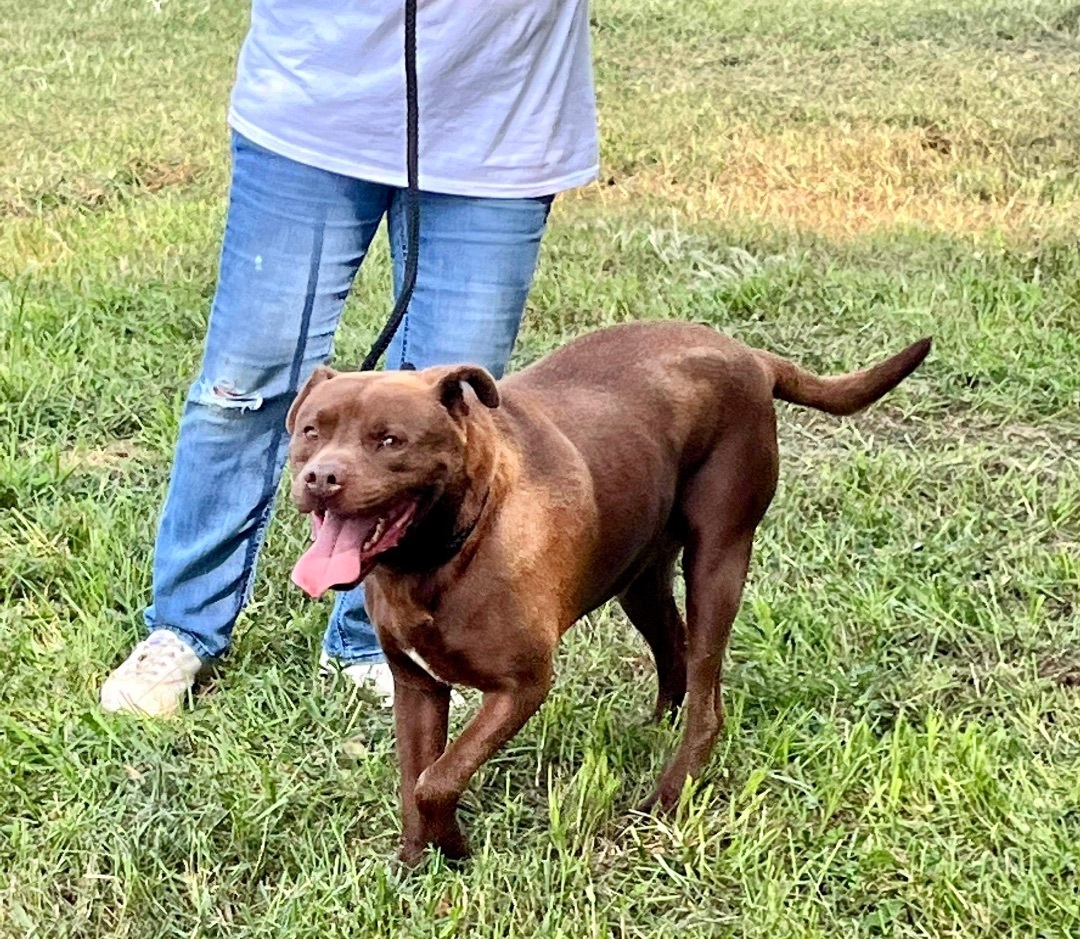 Cooper, Adoptable, Adult Male American Bulldog.