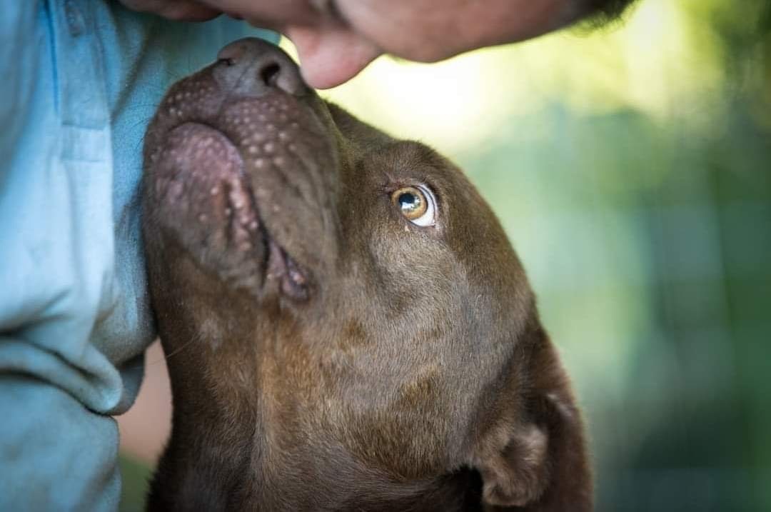 Enlarge Cooper, a Adoptable American Bulldog in New Haven , CT image 3/6