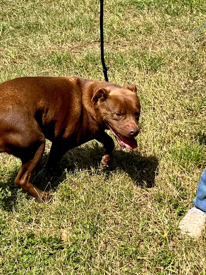 Enlarge Cooper, a Adoptable American Bulldog in New Haven , CT image 4/6