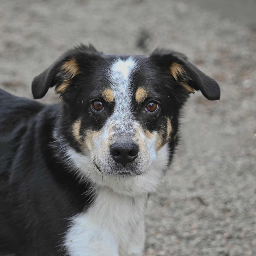 Oreo, a Adoptable mixed breed in Fremont, NE image 1/3