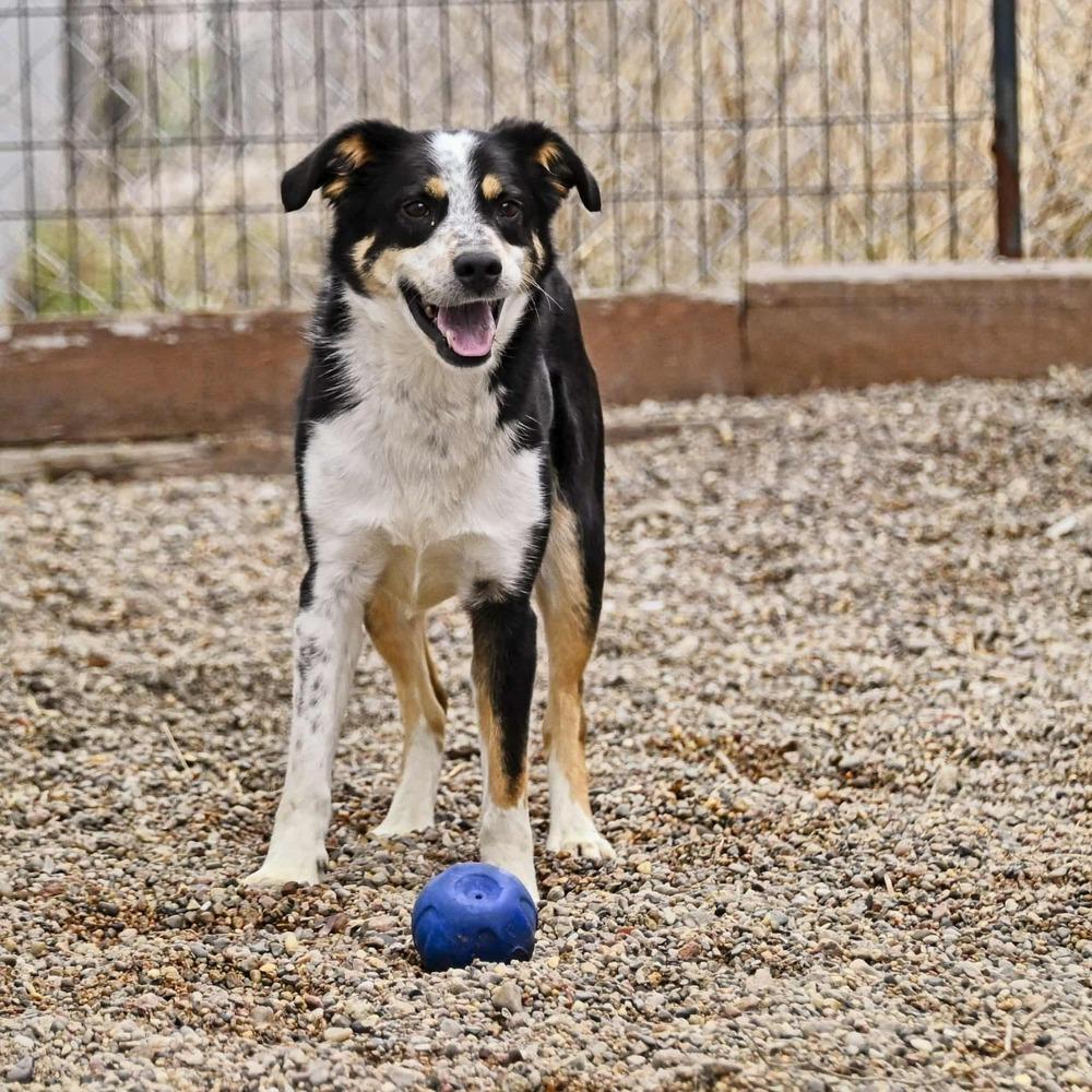 Oreo, a Adoptable mixed breed in Fremont, NE image 2/3
