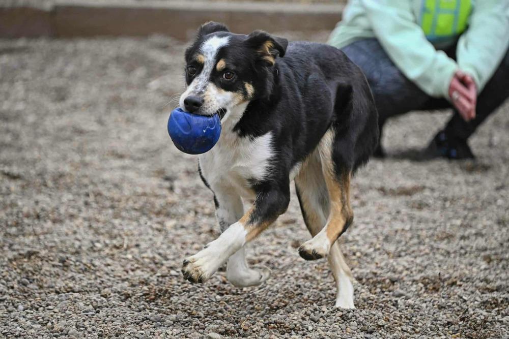 Oreo, a Adoptable mixed breed in Fremont, NE image 3/3