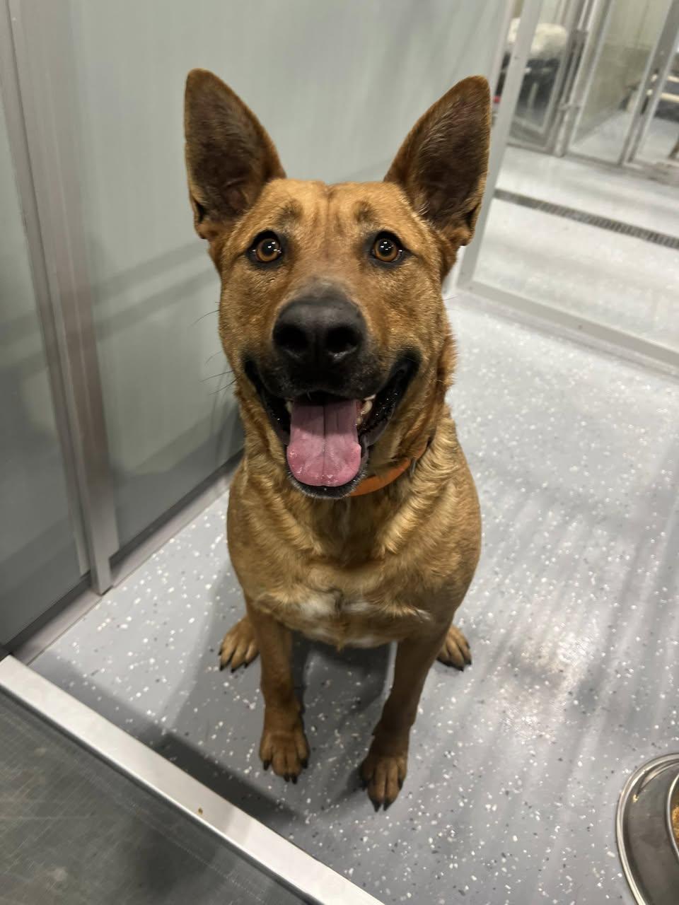 Enlarge Duke, a ADOPTABLE Mixed Breed in Davenport, IA image 1/2