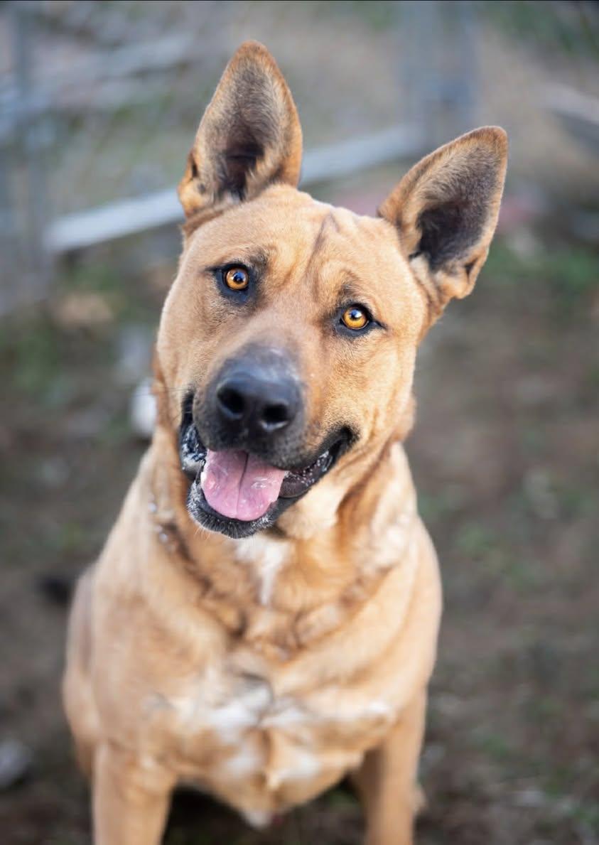 Enlarge Duke, a ADOPTABLE Mixed Breed in Davenport, IA image 2/2