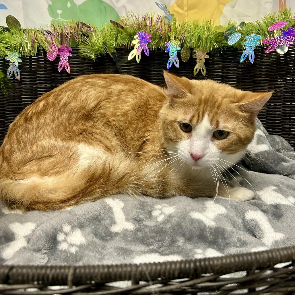 Enlarge Pollen, a Adoptable mixed breed in Henderson, NV image 2/5