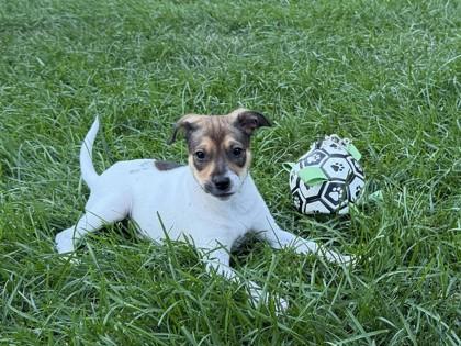 Enlarge Michelob ULTRA, a Adopted mixed breed in Pleasanton, CA image 3/3