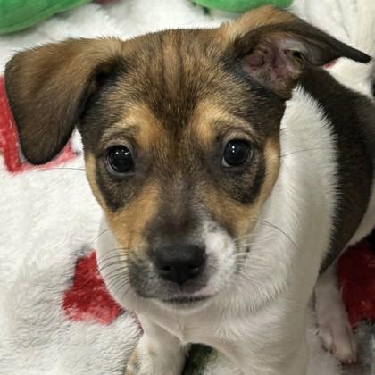 Enlarge Michelob ULTRA, a Adopted mixed breed in Pleasanton, CA image 1/3
