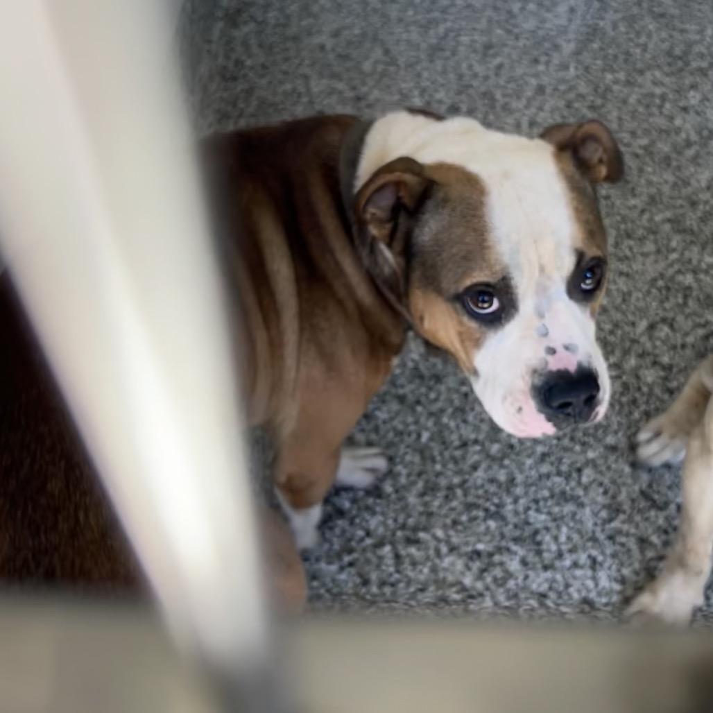 Trigger, Adoptable, Adult Male English Bulldog.