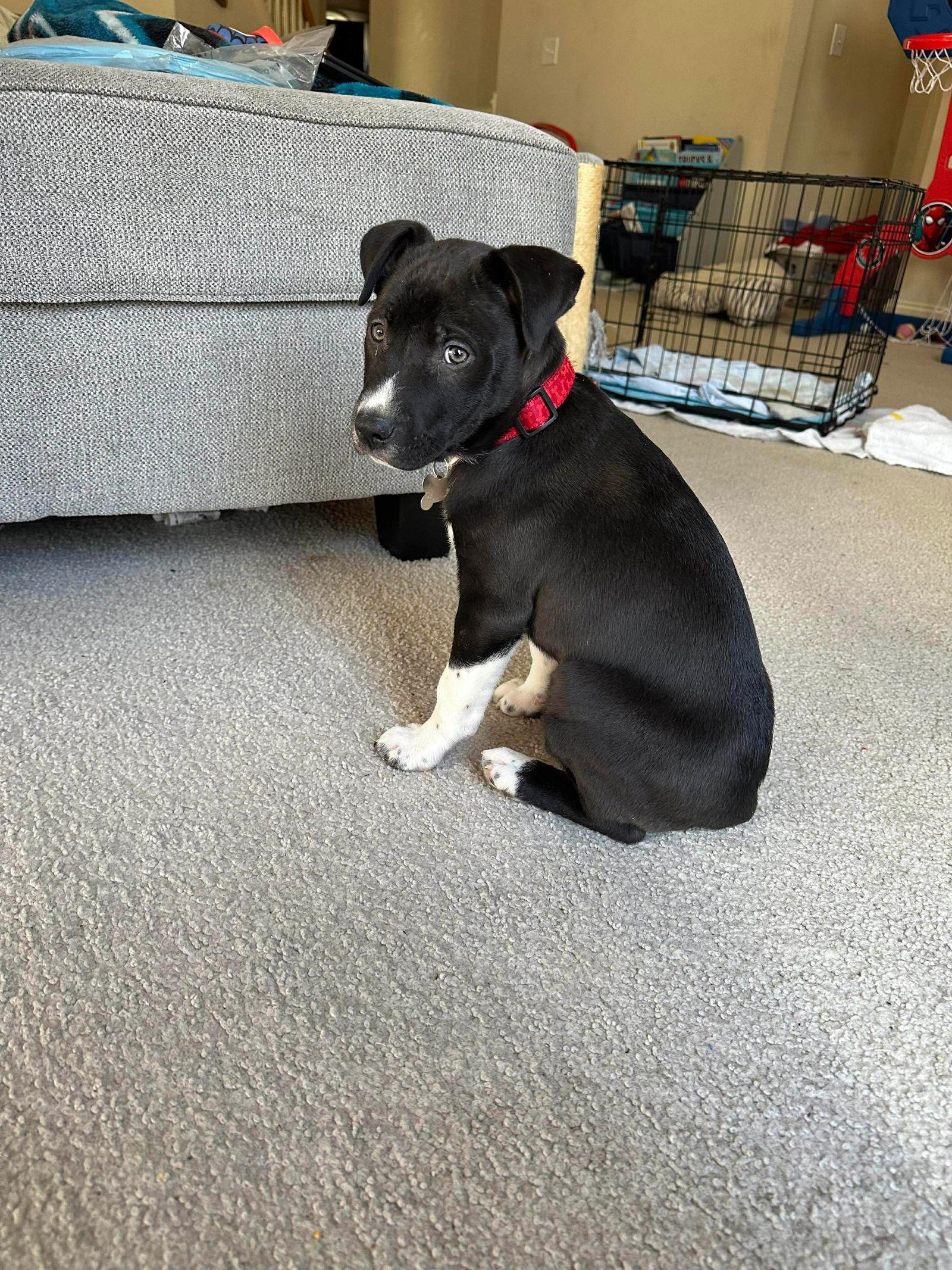 Jackson — thumbnail 2