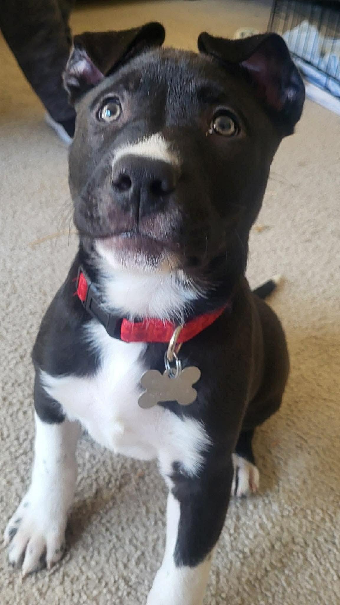 Jackson — thumbnail 3