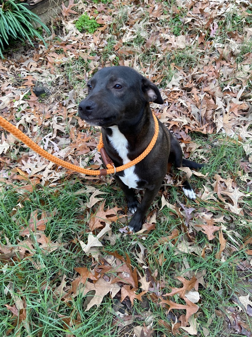 Enlarge Lucy, a Adoptable mixed breed in Jefferson, TX image 1/12