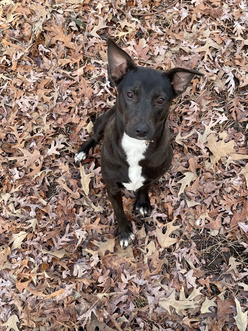 Enlarge Lucy, a Adoptable mixed breed in Jefferson, TX image 2/12