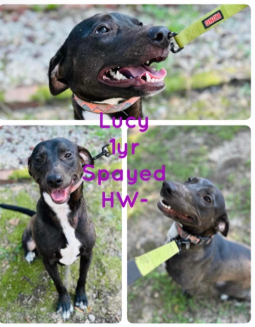 Lucy, Adoptable, Young Female Border Collie & Hound.