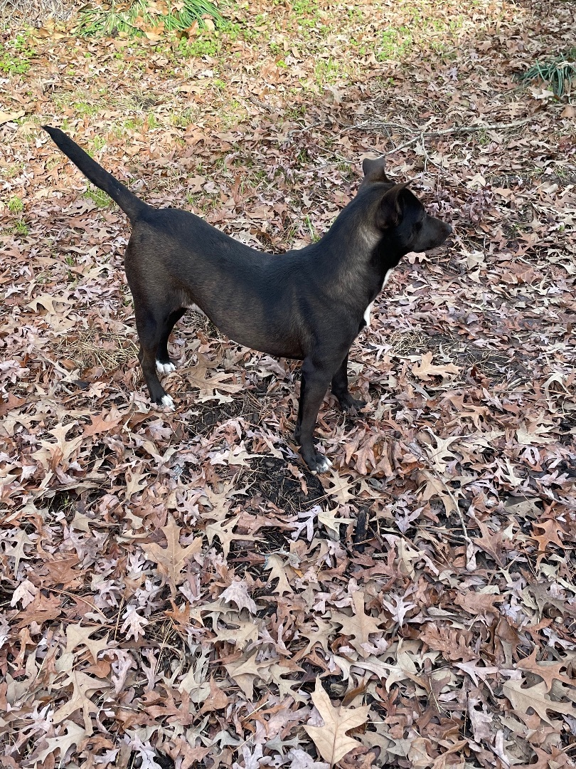 Enlarge Lucy, a Adoptable mixed breed in Jefferson, TX image 4/12