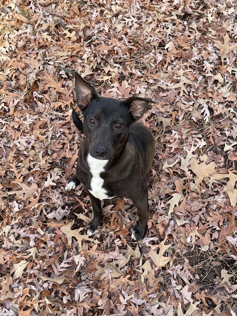 Enlarge Lucy, a Adoptable mixed breed in Jefferson, TX image 6/12