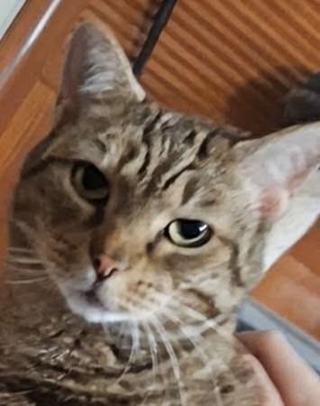 Mau Mau, ADOPTABLE, Adult Female Domestic Short Hair.