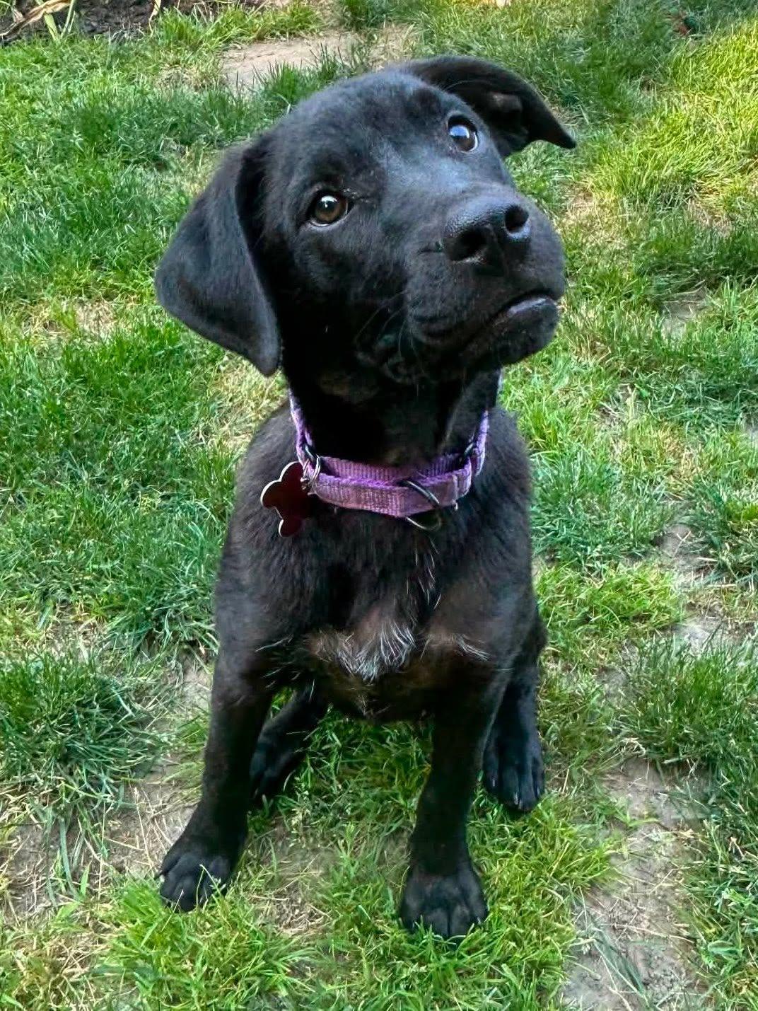 Enlarge Sunshine, a Adoptable Black Labrador Retriever in Blackwood, NJ image 1/3