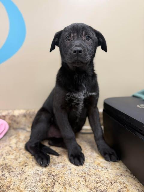 Enlarge Sunshine, a Adoptable Black Labrador Retriever in Blackwood, NJ image 2/3