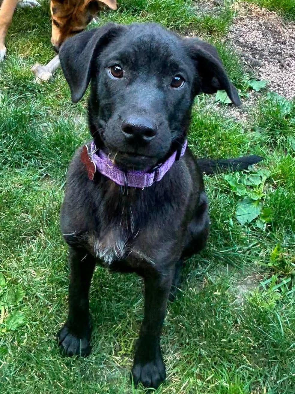 Enlarge Sunshine, a Adoptable Black Labrador Retriever in Blackwood, NJ image 3/3