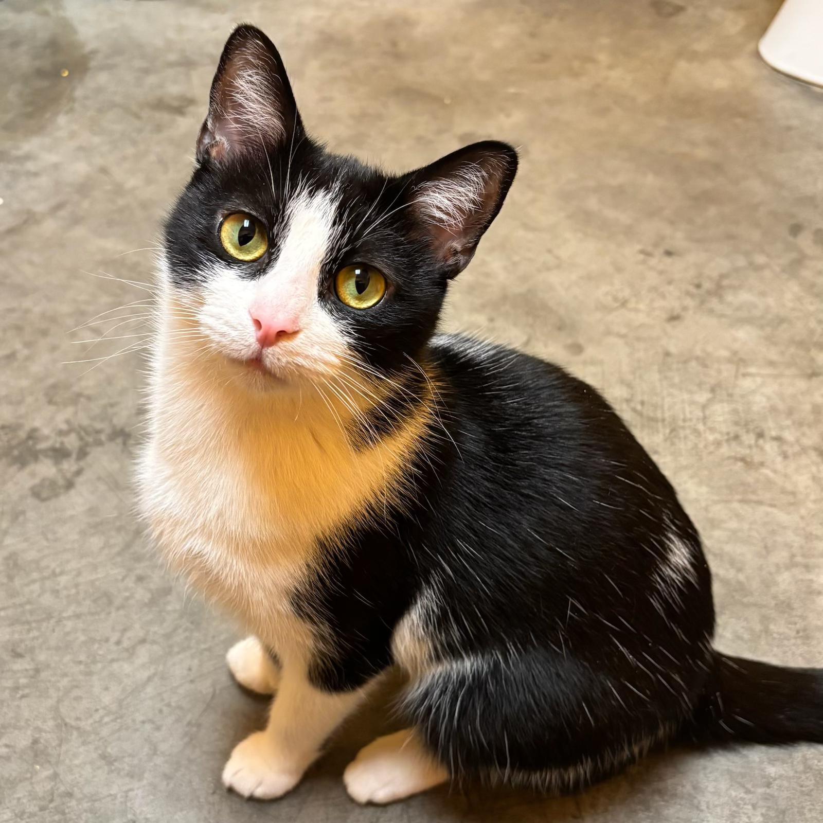 Enlarge Missy, a Adoptable Domestic Short Hair in Waynesburg, PA image 2/6