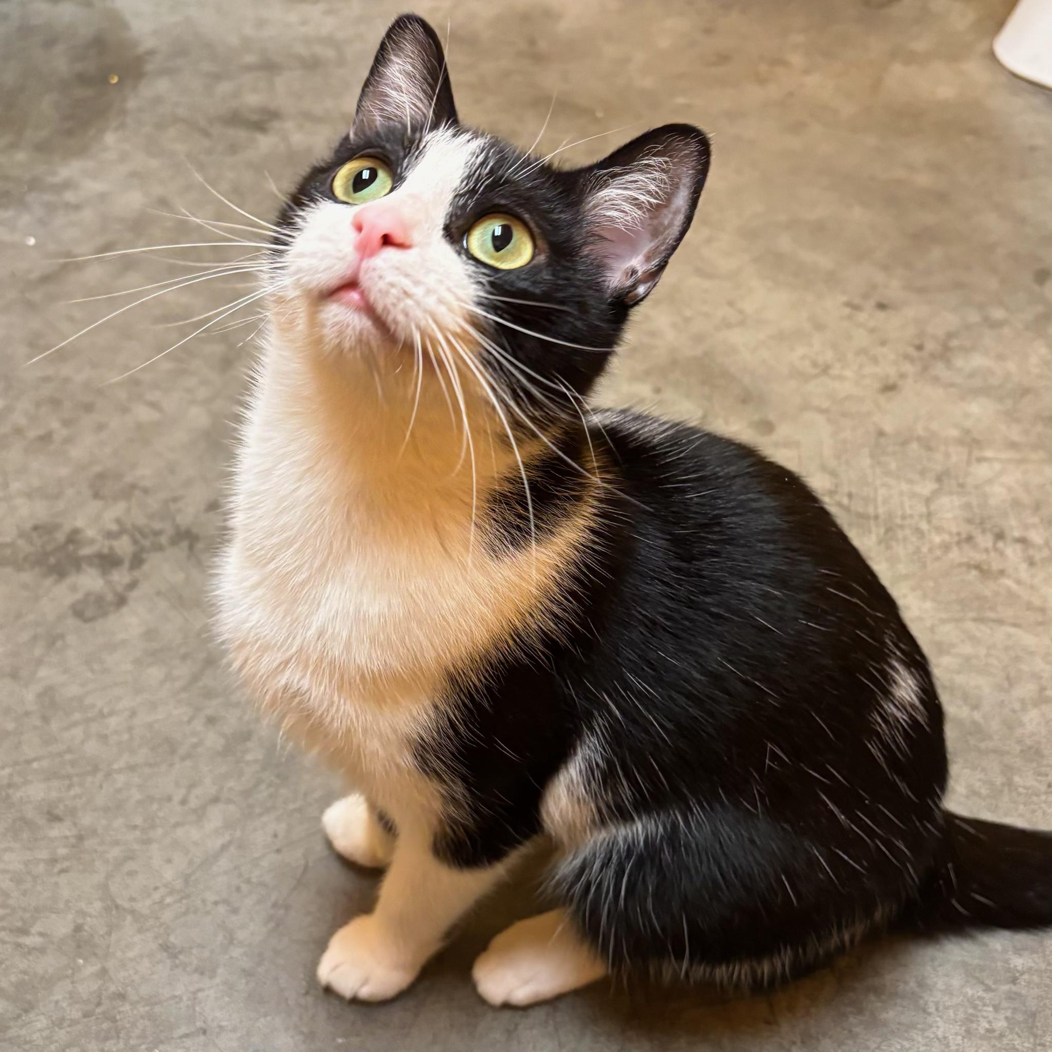 Enlarge Missy, a Adoptable Domestic Short Hair in Waynesburg, PA image 5/6