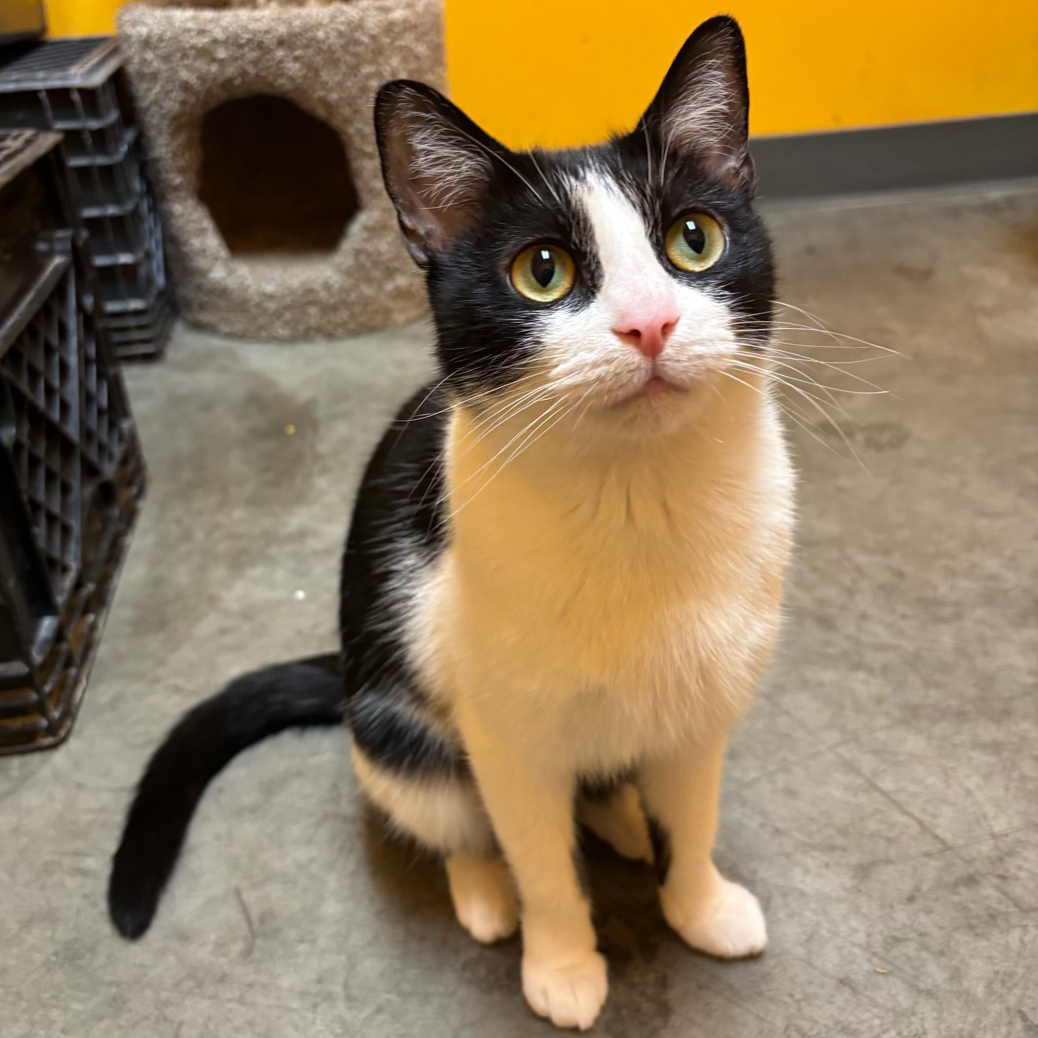 Enlarge Missy, a Adoptable Domestic Short Hair in Waynesburg, PA image 4/6