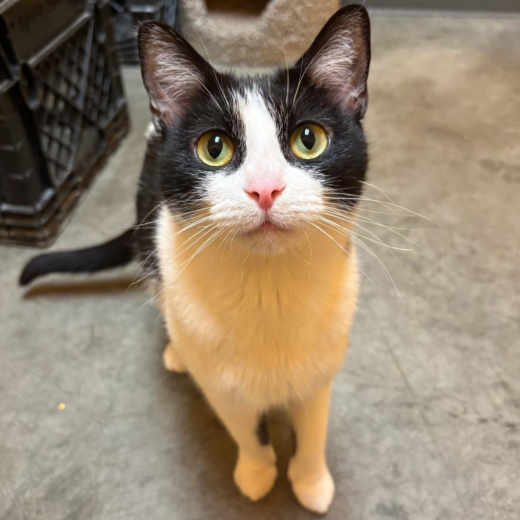 Enlarge Missy, a Adoptable Domestic Short Hair in Waynesburg, PA image 3/6