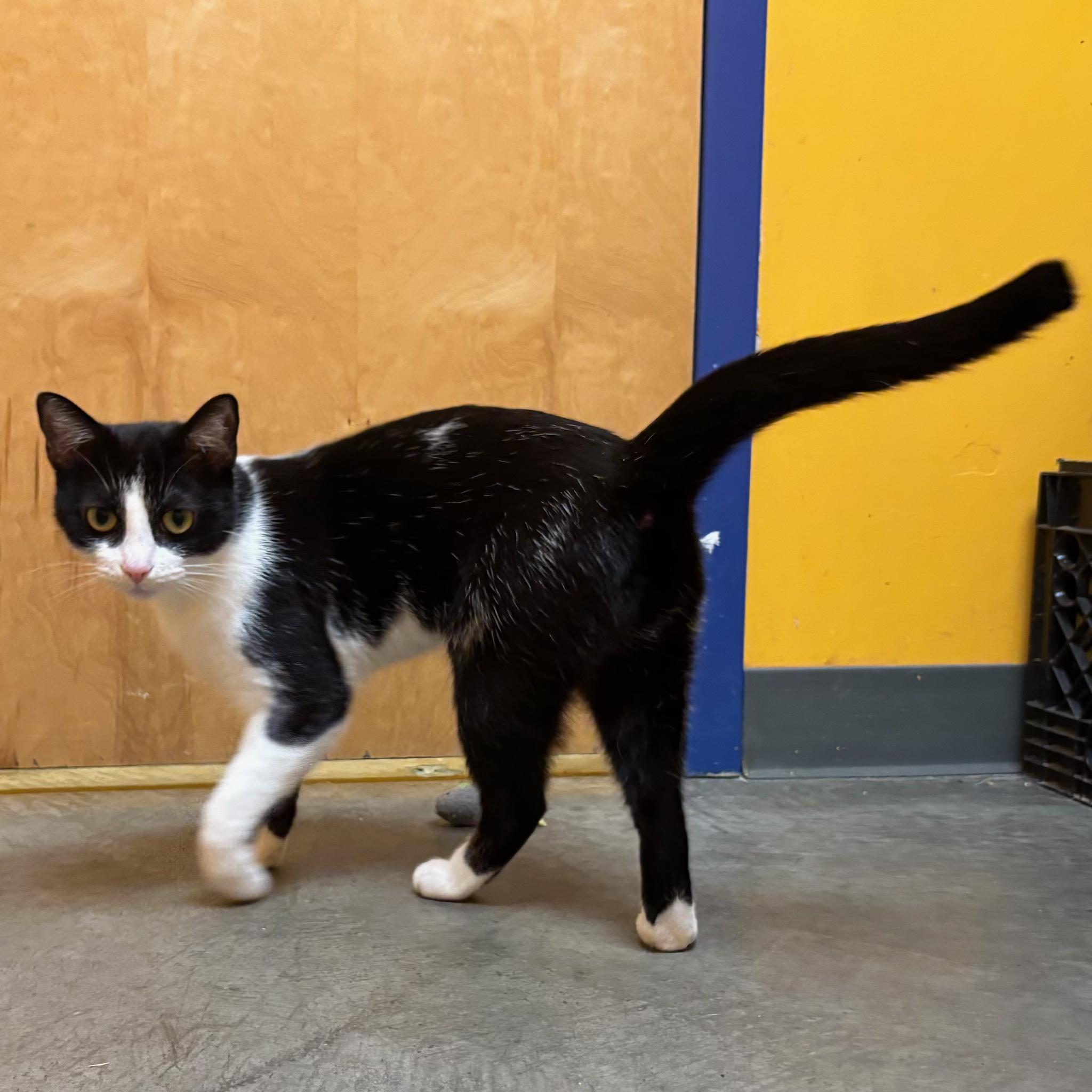 Enlarge Missy, a Adoptable Domestic Short Hair in Waynesburg, PA image 6/6