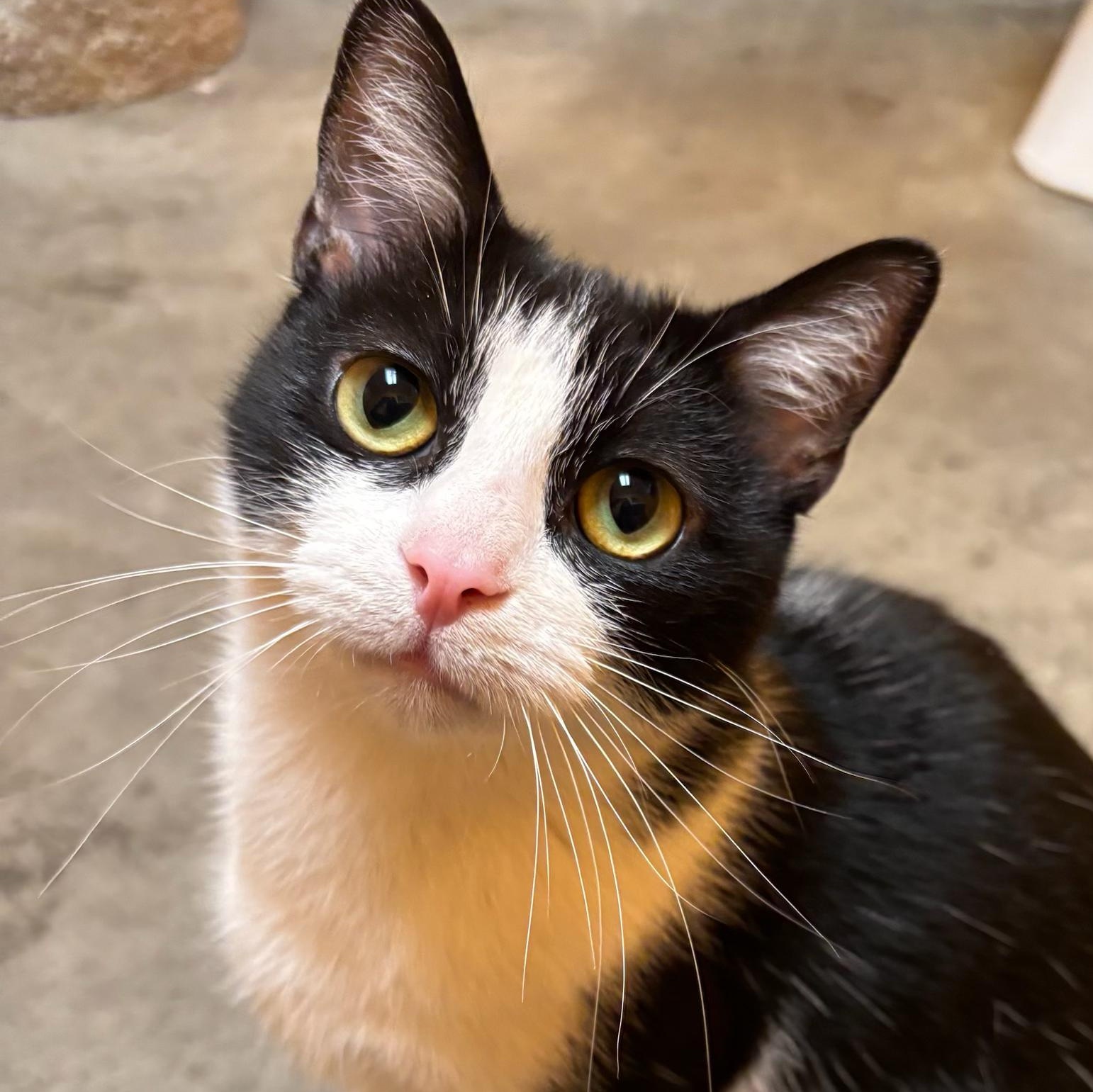 Enlarge Missy, a Adoptable Domestic Short Hair in Waynesburg, PA image 1/6