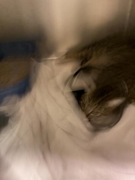 Tom Tom, Adoptable, Young Male Domestic Short Hair.