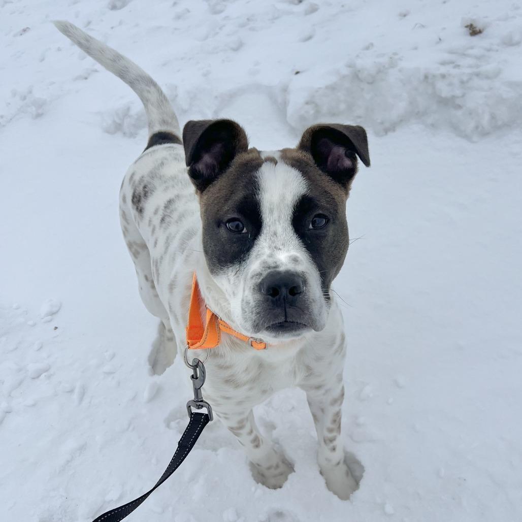 George, Adoptable, Young Male Cattle Dog.