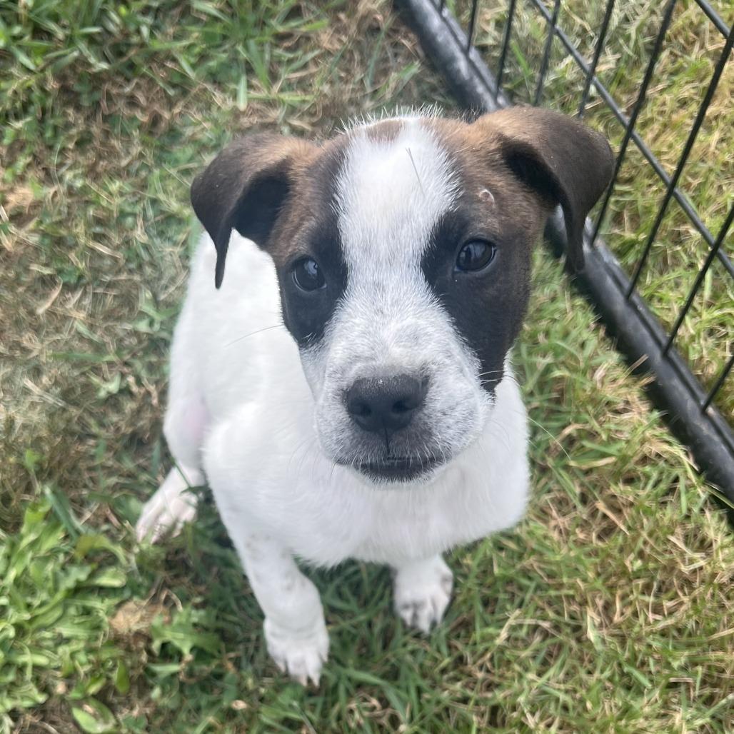 Enlarge George, a Adoptable Cattle Dog in Wadena, MN image 1/6