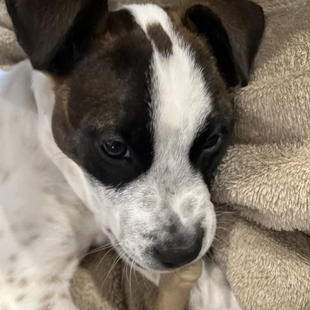 Enlarge George, a Adoptable Cattle Dog in Wadena, MN image 2/6