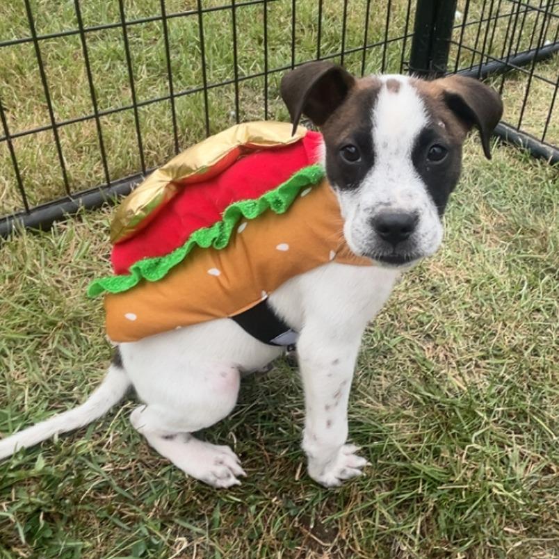 Enlarge George, a Adoptable Cattle Dog in Wadena, MN image 3/6