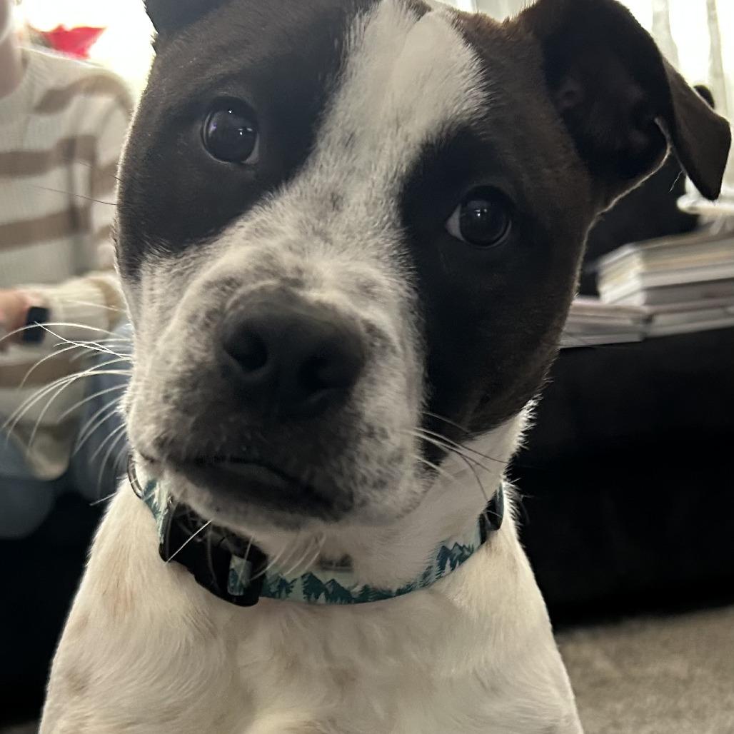 Enlarge George, a Adoptable Cattle Dog in Wadena, MN image 5/6