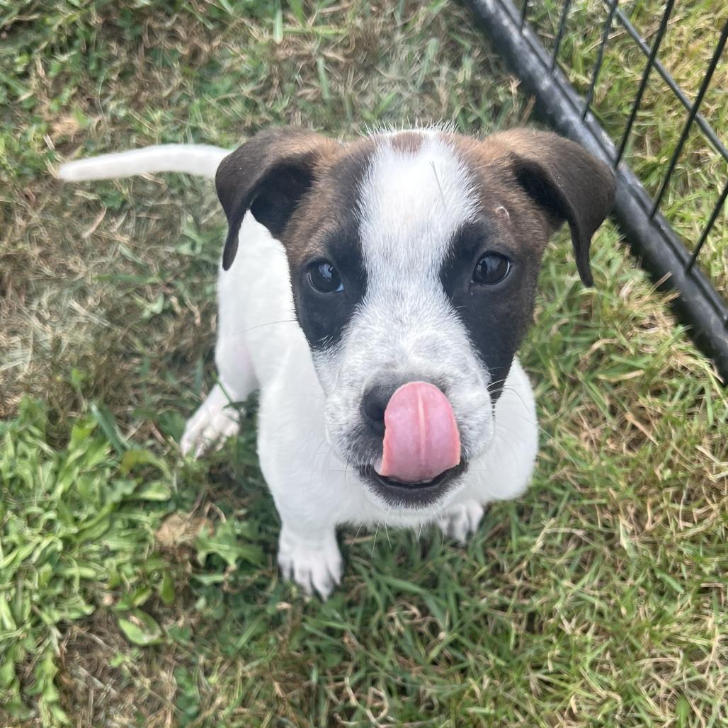 Enlarge George, a Adoptable Cattle Dog in Wadena, MN image 6/6